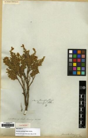 Anarthrophyllum cumingii [Espécimen: ]