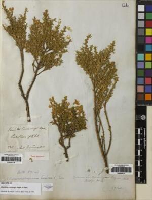 Anarthrophyllum cumingii [Espécimen: ]