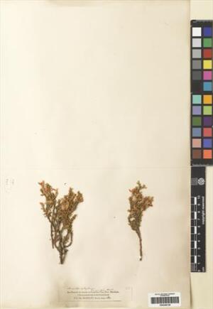Anarthrophyllum cumingii [Espécimen: ]