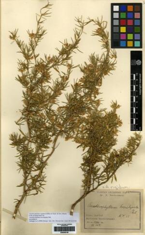 Anarthrophyllum rigidum [Espécimen: ]