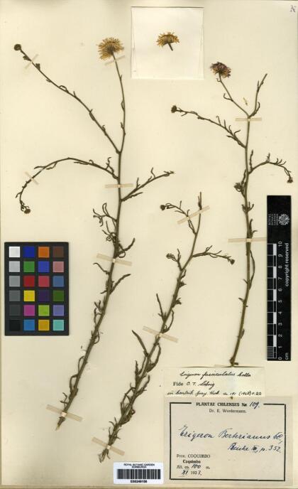 Erigeron fasciculatus [Espécimen: ]