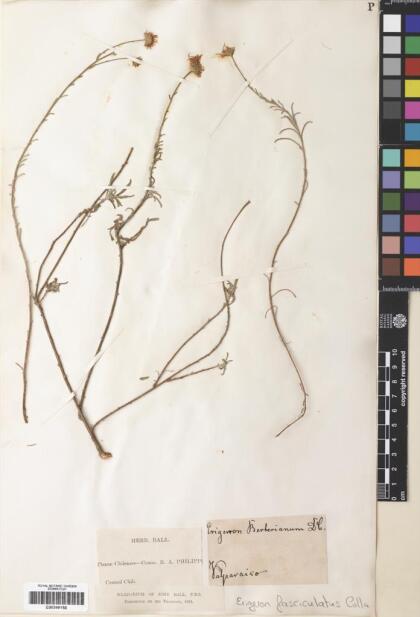 Erigeron fasciculatus [Espécimen: ]