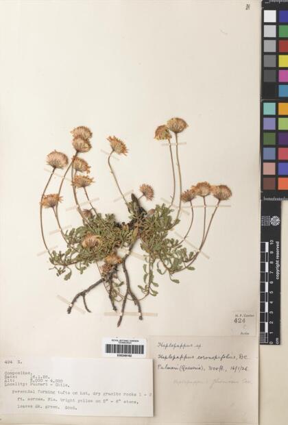 Haplopappus glutinosus [Espécimen: ]