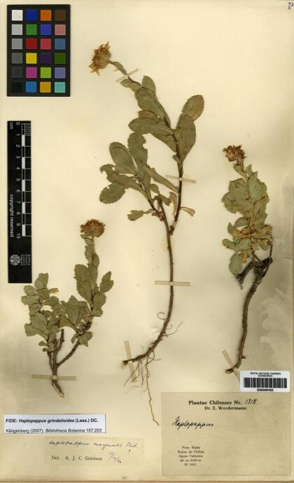 Haplopappus grindelioides [Espécimen: ]