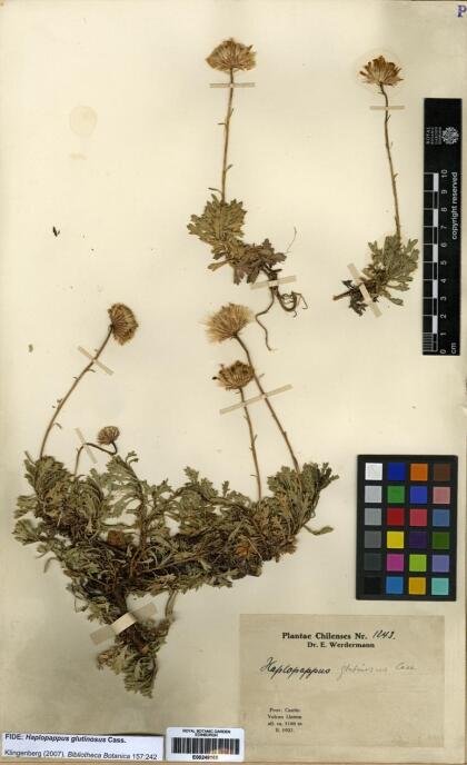 Haplopappus glutinosus [Espécimen: ]