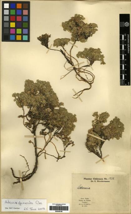 Adesmia glomerula [Espécimen: ]