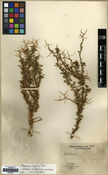 Adesmia hystrix [Espécimen: ]