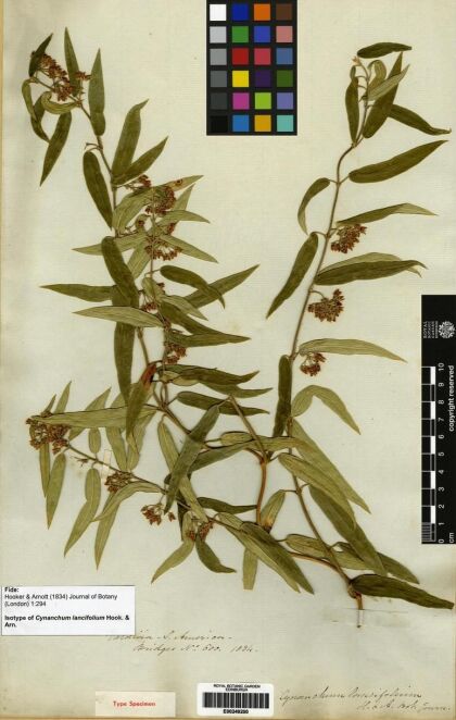 Diplolepis pachyphylla [Espécimen: ]