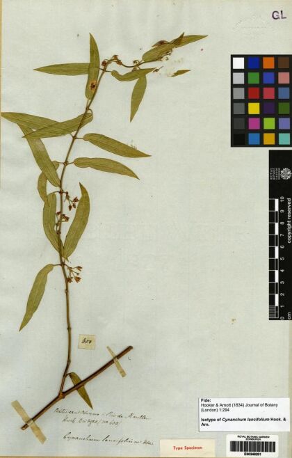 Diplolepis pachyphylla [Espécimen: ]