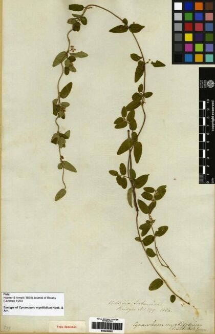 Diplolepis myrtifolia [Espécimen: ]
