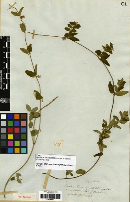Diplolepis myrtifolia [Espécimen: ]