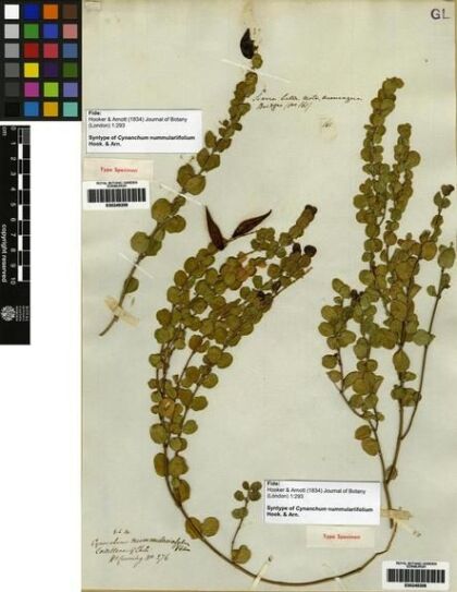 Diplolepis nummulariifolia [Espécimen: ]