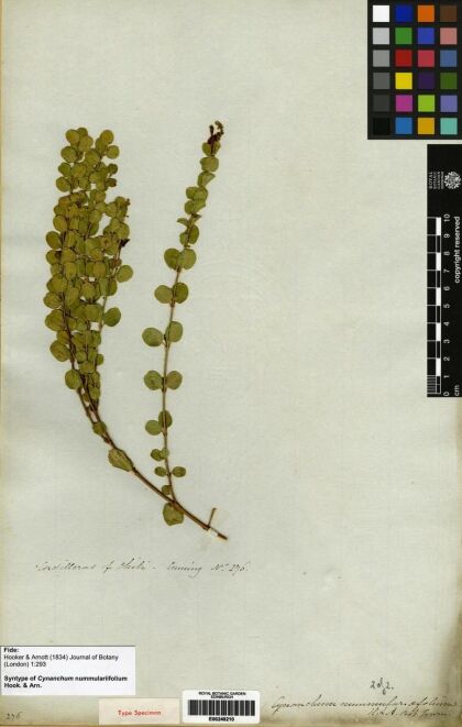 Diplolepis nummulariifolia [Espécimen: ]