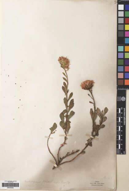 Haplopappus grindelioides [Espécimen: ]