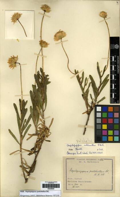 Haplopappus pulchellus [Espécimen: ]