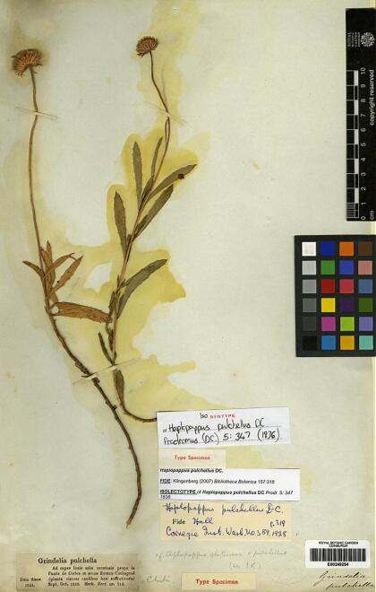 Haplopappus pulchellus [Espécimen: ]