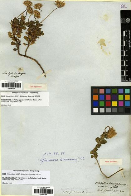 Haplopappus pusillus [Espécimen: ]