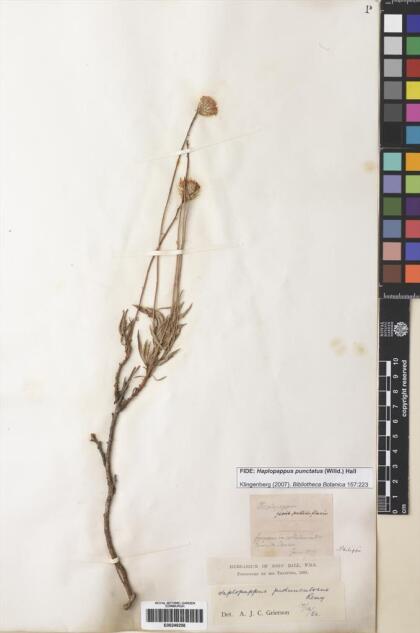 Haplopappus punctatus [Espécimen: ]