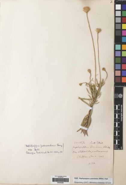 Haplopappus punctatus [Espécimen: ]