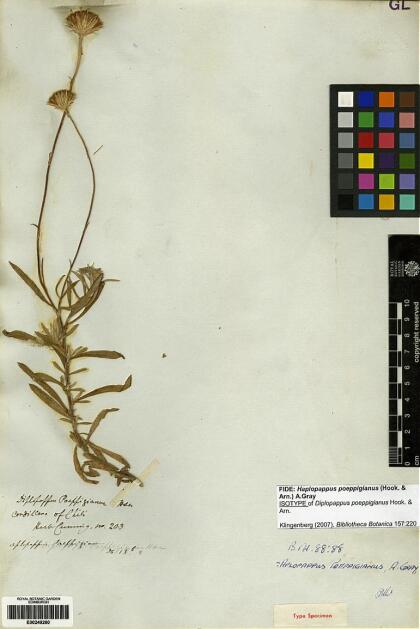 Haplopappus poeppigianus [Espécimen: ]