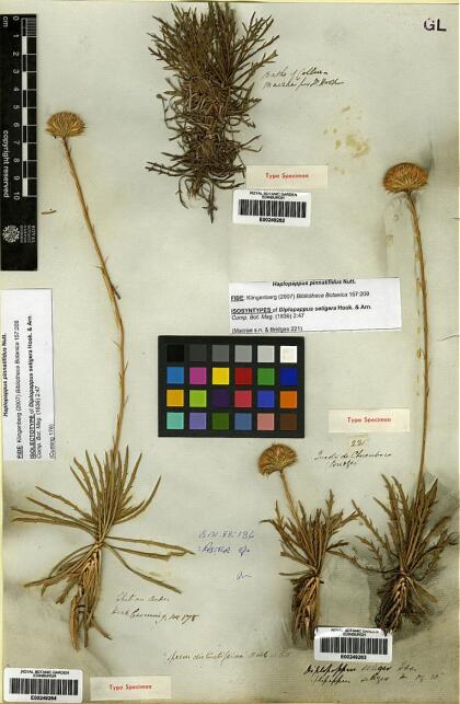 Haplopappus pinnatifidus [Espécimen: ]