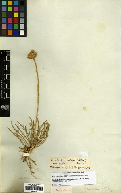 Haplopappus pinnatifidus [Espécimen: ]