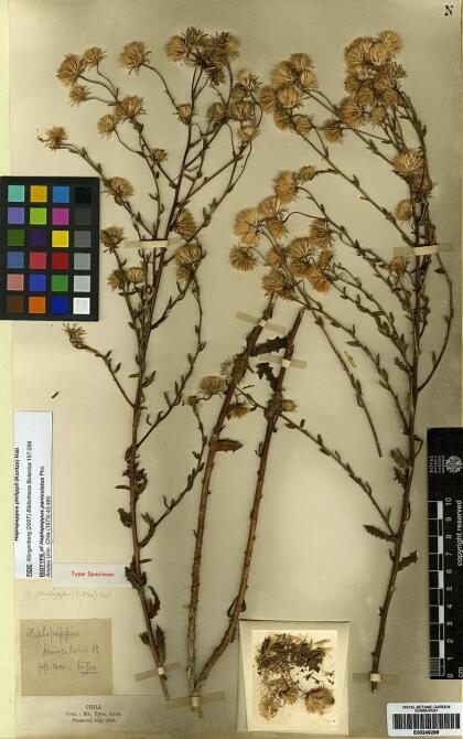 Haplopappus philippii [Espécimen: ]