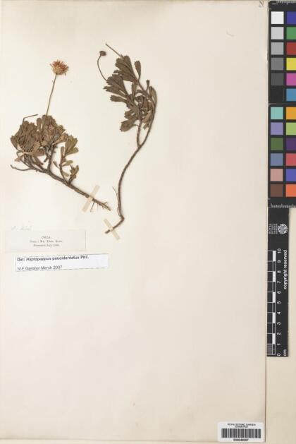 Haplopappus paucidentatus [Espécimen: ]