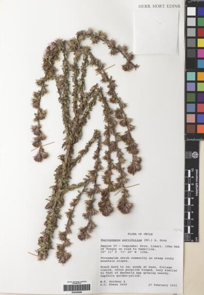 Haplopappus parvifolius [Espécimen: ]