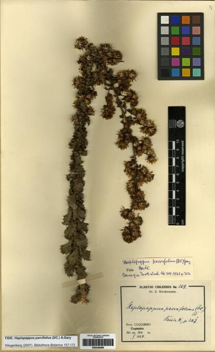 Haplopappus parvifolius [Espécimen: ]