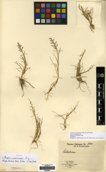 Xcatanellia werdermannii [Espécimen: ]