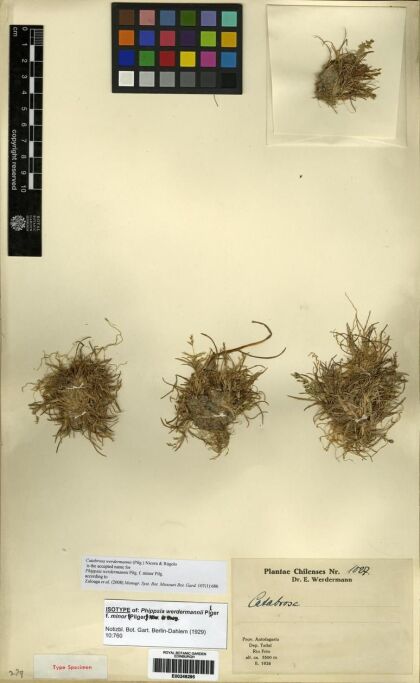 Xcatanellia werdermannii [Espécimen: ]