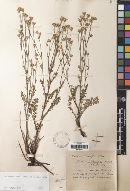 Leucheria achillaeifolia [Espécimen: ]