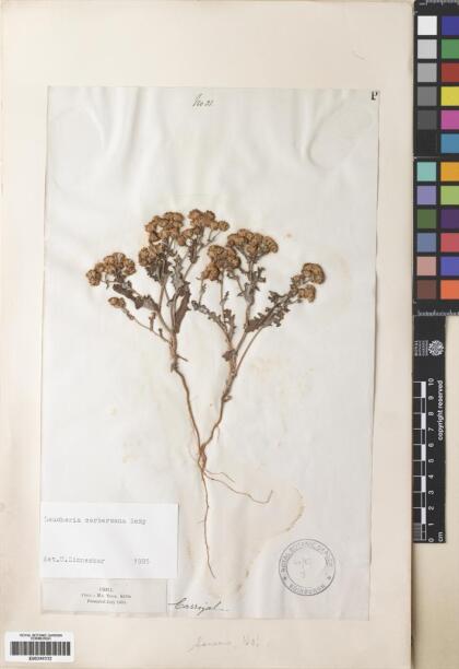 Leucheria tomentosa [Espécimen: ]