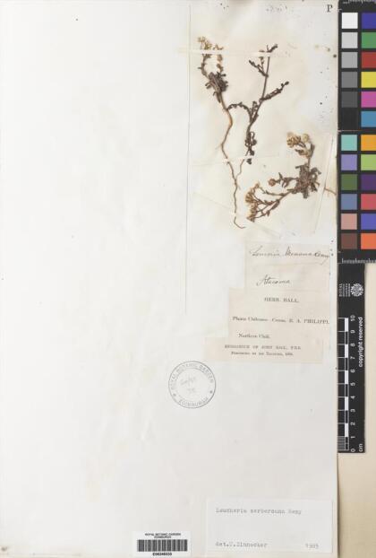 Leucheria tomentosa [Espécimen: ]