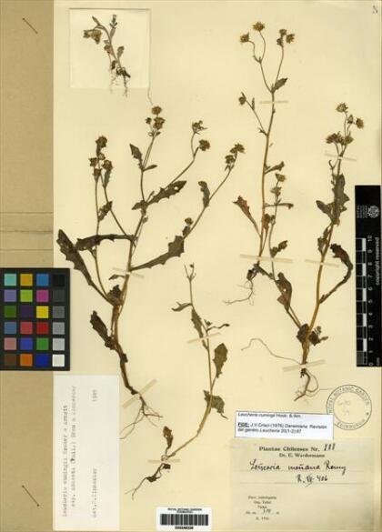 Leucheria cumingii [Espécimen: ]