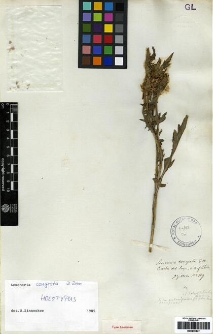 Leucheria runcinata [Espécimen: ]