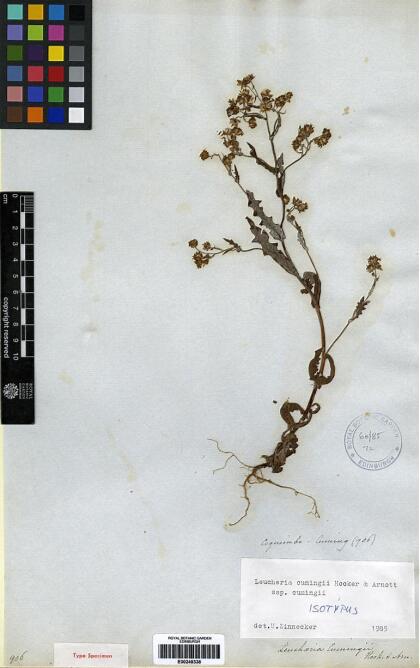 Leucheria cumingii [Espécimen: ]