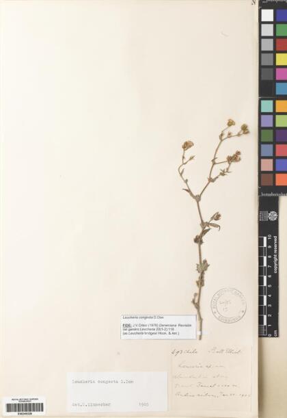 Leucheria runcinata [Espécimen: ]