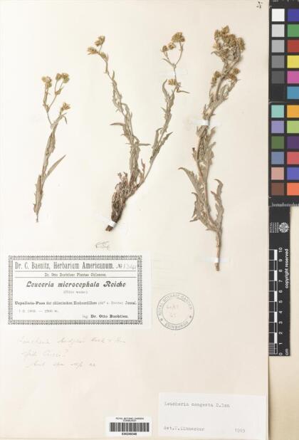 Leucheria runcinata [Espécimen: ]