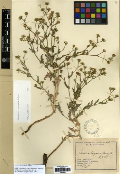 Leucheria runcinata [Espécimen: ]