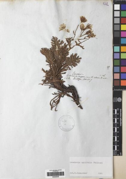 Leucheria apiifolia [Espécimen: ]