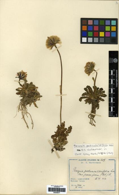 Perezia pedicularidifolia [Espécimen: ]