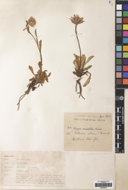 Perezia pedicularidifolia [Espécimen: ]