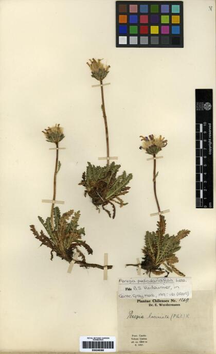 Perezia pedicularidifolia [Espécimen: ]