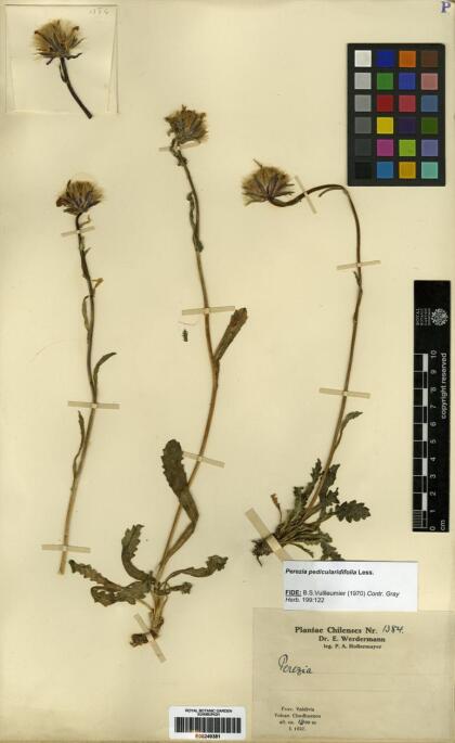 Perezia pedicularidifolia [Espécimen: ]