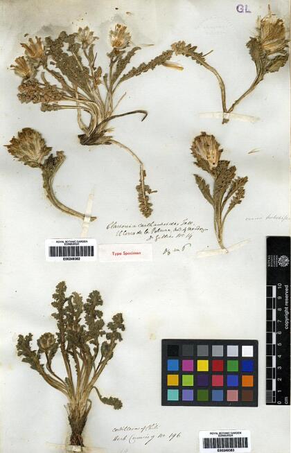 Perezia carthamoides [Espécimen: ]