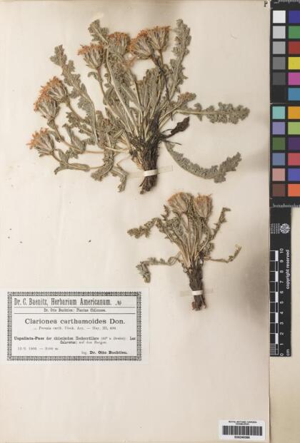 Perezia carthamoides [Espécimen: ]
