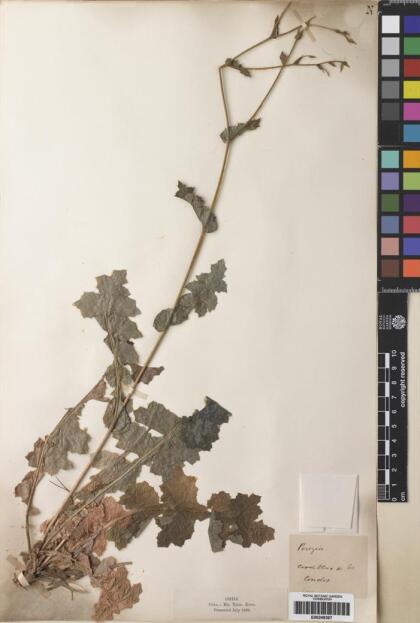 Perezia prenanthoides [Espécimen: ]