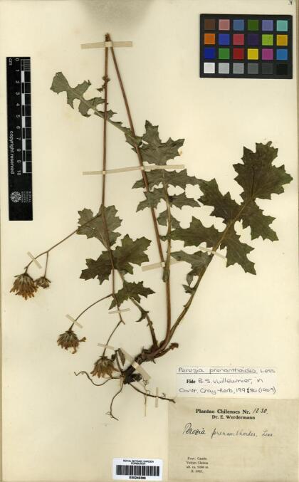 Perezia prenanthoides [Espécimen: ]